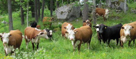 Kor på skog
