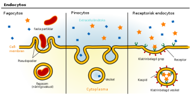 500px-endocytosis_types_sv-svg
