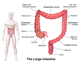 largeintestine
